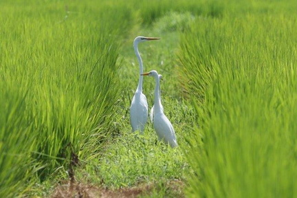ダイサギ、チュウサギ2024.08.01秦野（撮影　鈴木真由美）