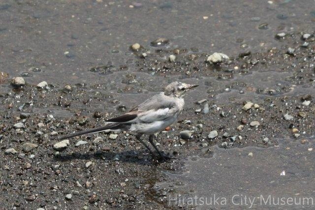 ハクセキレイ幼鳥2024.08.01平塚（撮影　鈴木真由美）.jpg