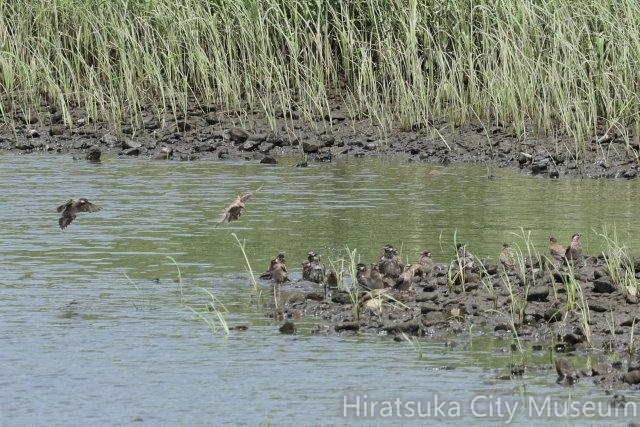 ムクドリ飲水2024.07.26平塚（撮影　鈴木真由美）.jpg