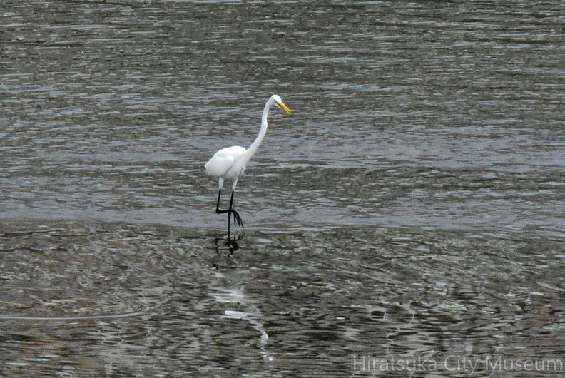 チュウダイサギ2024.08.18平塚（撮影　岡根武彦）.jpg