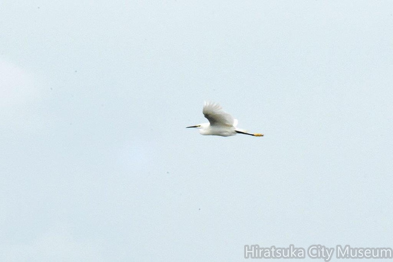 コサギ2024.08.18平塚（撮影　岡根武彦）.jpg