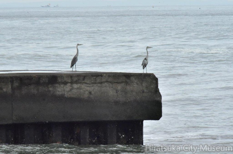 海とアオサギ2024.09.19平塚（撮影　岡根武彦）.jpg