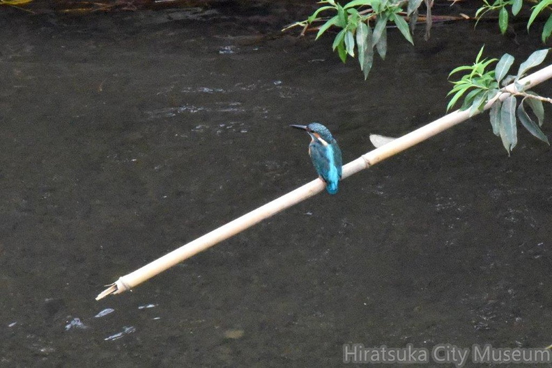 カワセミ♂2024.09.21平塚（撮影　岡根武彦）.jpg