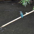 カワセミ♂2024.09.21平塚（撮影　岡根武彦）