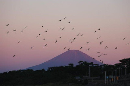 朝焼けの富士山とアオバト2024.09.14大磯（撮影　鈴木真由美）