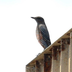 平塚と周辺の野鳥（撮影　鈴木真由美）