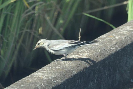ハクセキレイ幼鳥、2番子2024.09.02平塚（撮影　鈴木真由美）