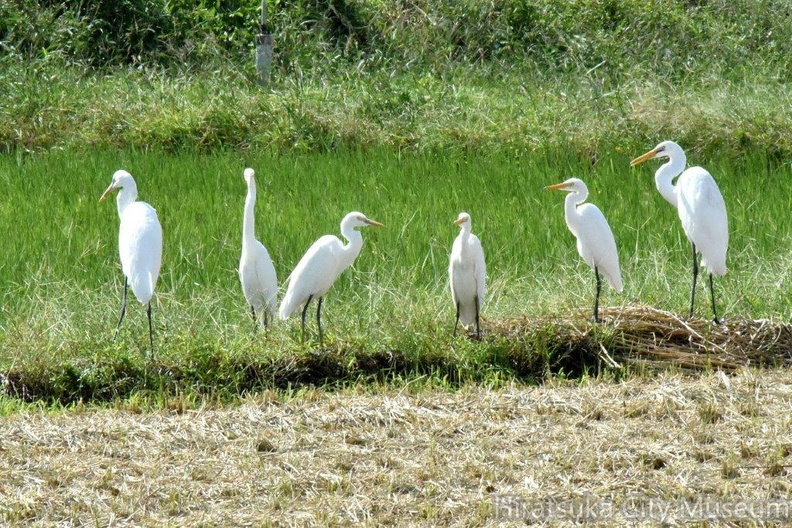チュウサギ・チュウダイサギ2024.10.11秦野（撮影　岡根武彦）.jpg