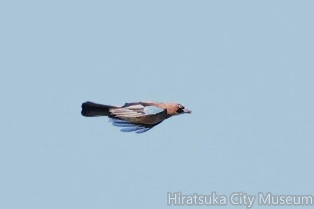 カケス2024.10.14平塚（撮影　鈴木真由美）.jpg