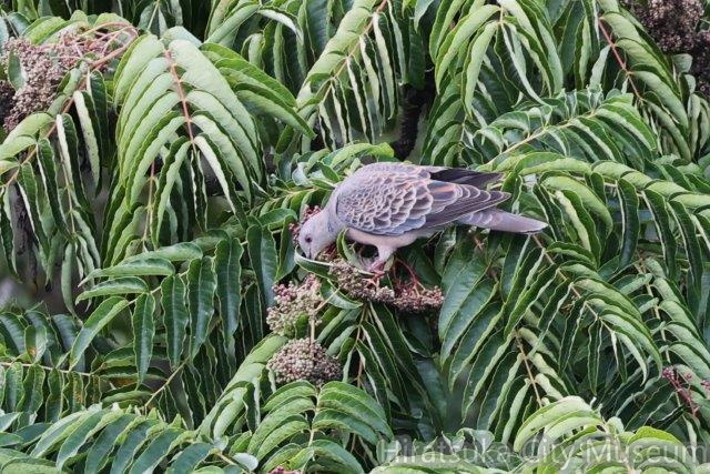 キジバト、カラスザンショウ食2024.10.07秦野（撮影　鈴木真由美）.jpg