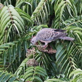 キジバト、カラスザンショウ食2024.10.07秦野（撮影　鈴木真由美）