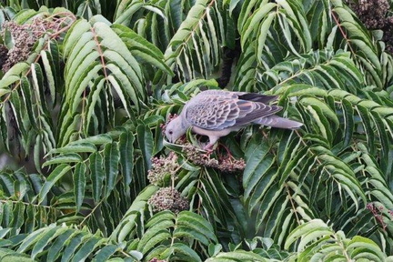 キジバト、カラスザンショウ食2024.10.07秦野（撮影　鈴木真由美）