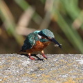 カワセミ♂、コオロギ食2024.10.01平塚（撮影　鈴木真由美）