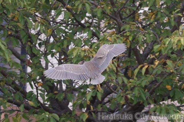 ゴイサギ幼鳥、背面2024.09.19秦野（撮影　鈴木真由美）.jpg