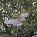 ゴイサギ幼鳥、背面2024.09.19秦野（撮影　鈴木真由美）