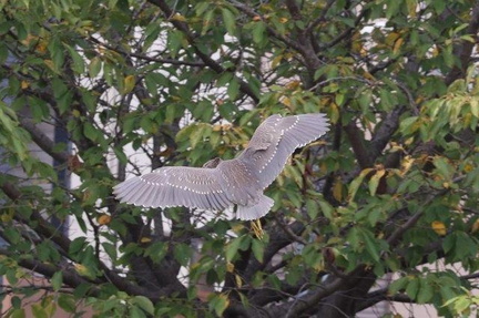 ゴイサギ幼鳥、背面2024.09.19秦野（撮影　鈴木真由美）