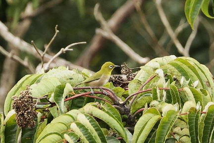 メジロ、カラスザンショウ食2024.10.24秦野（撮影　鈴木真由美）