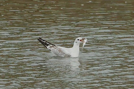 ユリカモメ幼鳥、コボラ食2024.10.25小田原（撮影　鈴木真由美）