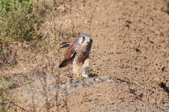 カワラヒワを捕食するチョウゲンボウ♂2024.11.07平塚（撮影　鈴木真由美）