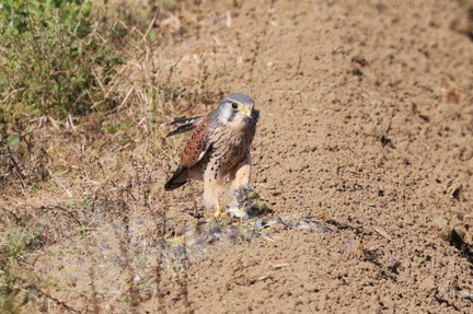 カワラヒワを捕食するチョウゲンボウ♂2024.11.07平塚（撮影　鈴木真由美）