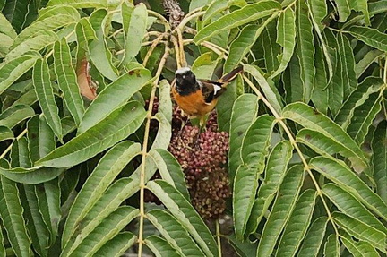 ジョウビタキ♂、カラスザンショウ食2024.10.24秦野（撮影　鈴木真由美）