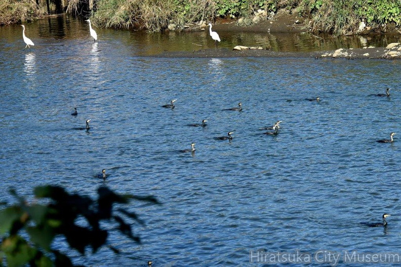 カワウ追い込み漁2024.11.08平塚（撮影　岡根武彦）.jpg
