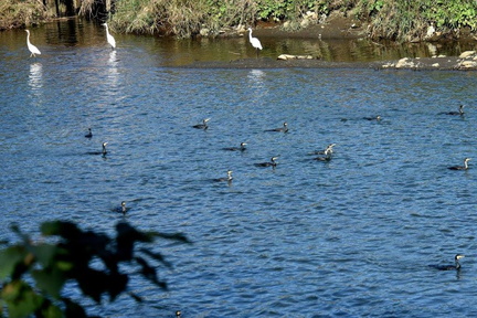 カワウ追い込み漁2024.11.08平塚（撮影　岡根武彦）
