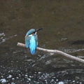 カワセミ♂2024.11.19平塚（撮影　岡根武彦）