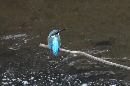 カワセミ♂2024.11.19平塚（撮影　岡根武彦）