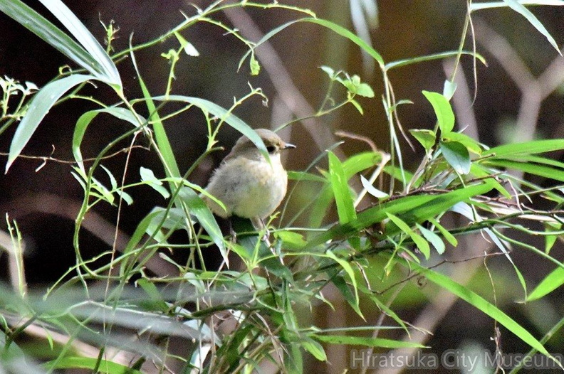キビタキ♀2024.11.08平塚（撮影　岡根武彦）.jpg