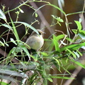 キビタキ♀2024.11.08平塚（撮影　岡根武彦）