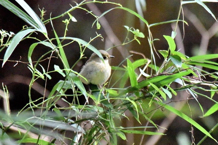 キビタキ♀2024.11.08平塚（撮影　岡根武彦）