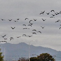 カワウ塒帰り2024.11.26平塚（撮影　岡根武彦）