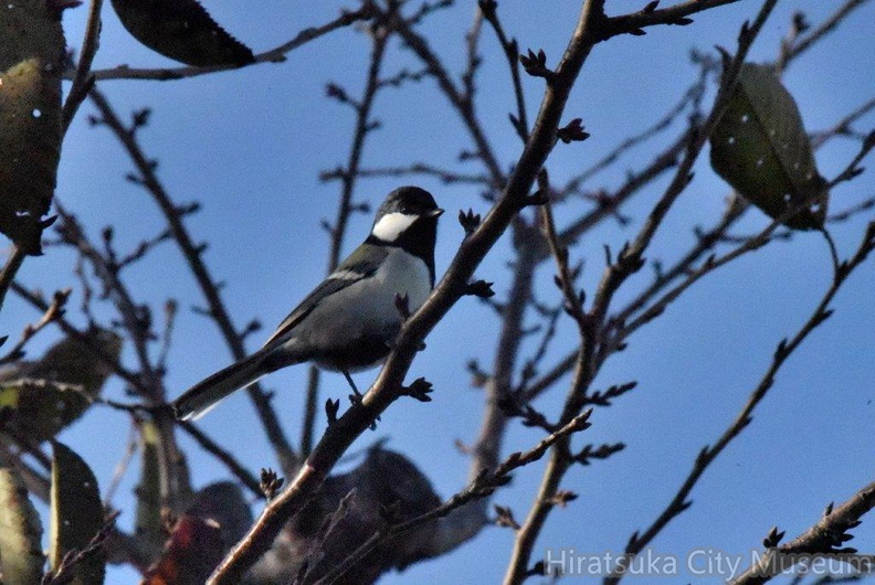 シジュウカラ♀2024.11.22平塚（撮影　岡根武彦）.jpg