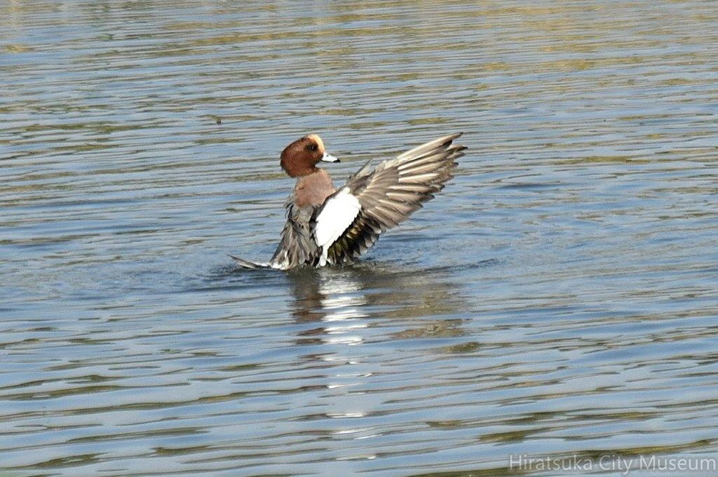ヒドリガモ水浴び♂2024.11.12平塚（撮影　岡根武彦）