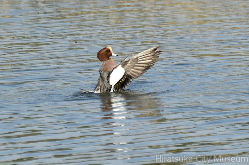 ヒドリガモ水浴び♂2024.11.12平塚（撮影　岡根武彦）.jpg
