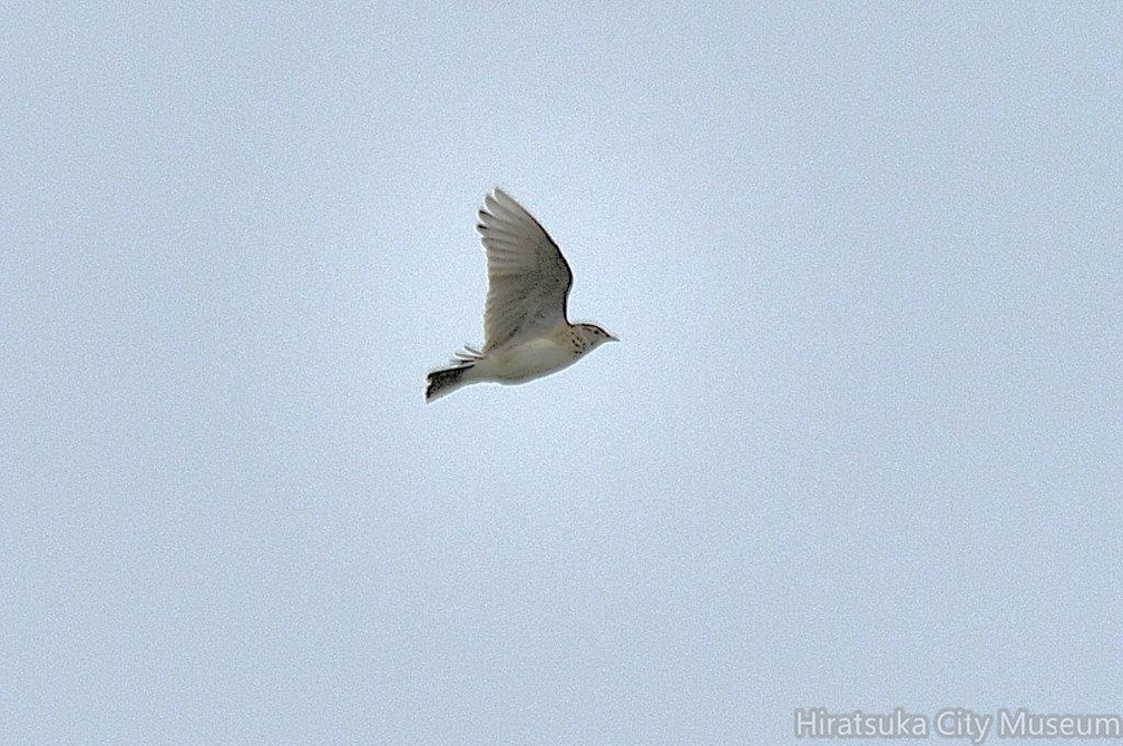 ヒバリ2024.11.05平塚（撮影　岡根武彦）