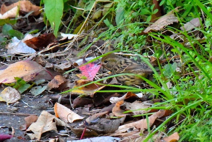 アオジ♀2024.12.06平塚（撮影　岡根武彦）