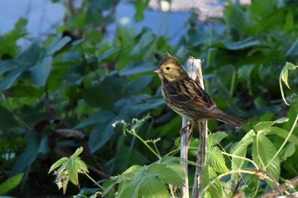 アオジ♀2024.12.06平塚2（撮影　岡根武彦）