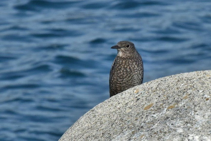 イソヒヨドリ♀2024.12.18平塚（撮影　岡根武彦）