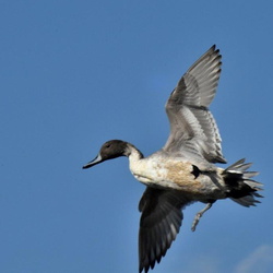 平塚と秦野の野鳥（撮影　岡根武彦）