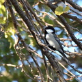 シジュウカラ♂2024.11.30平塚（撮影　岡根武彦）