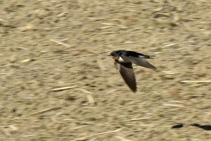 ツバメ♀2024.12.10平塚（撮影　岡根武彦）