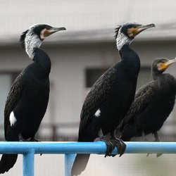平塚と周辺の野鳥（撮影　鈴木真由美）