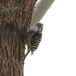 平塚と周辺の野鳥（撮影　鈴木真由美）