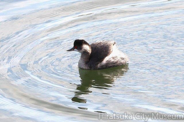 ハジロカイツブリ2024.12.28平塚（撮影　鈴木真由美）.jpg