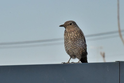 イソヒヨドリ♀2024.12.24平塚（撮影　岡根武彦）