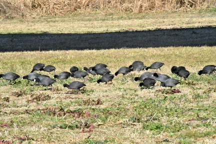 オオバン採食2025.01.08平塚（撮影　岡根武彦）