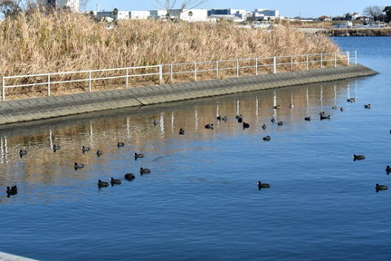 オオバン2024.12.31平塚（撮影　岡根武彦）