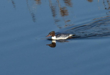 カワアイサ♀2025.01.13平塚（撮影　岡根武彦）